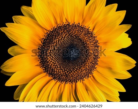 yellow color sunflower photography nature beuty outdoor photography indian 