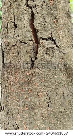 Close-up of a jackfruit tree trunk during the day, detail of tree bark texture