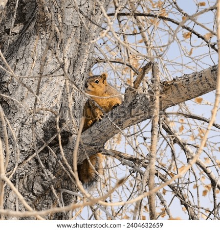 Squirrel. Winter. Sloan's Lake Park, Denver, Colorado, USA