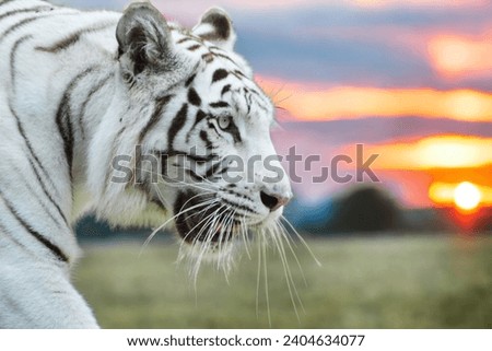 wildlife tiger photography photo and picture