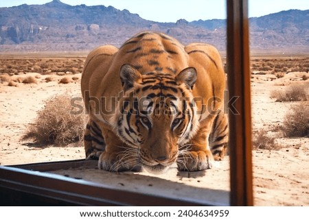 best tiger photography with window