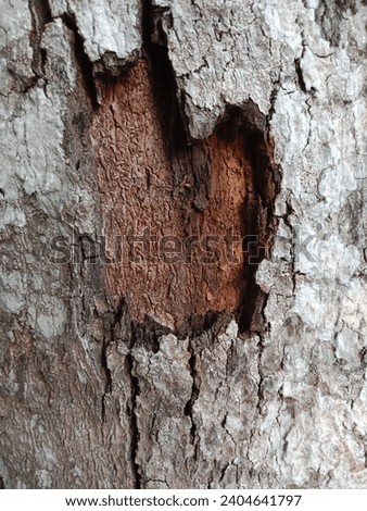 wood hole in the tree picture  