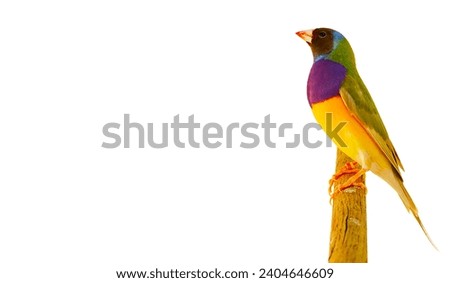 Finches 7color Gouldian Finch, Male Bird Style Face dark gray chest dark purple body dark yellow.bird in front of a white background Royalty-Free Stock Photo #2404646609
