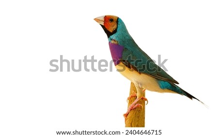 Finches 7color Gouldian Finch, Male Bird Style Face dark red chest dark purple body dark blue sky. bird in front of a white background Royalty-Free Stock Photo #2404646715