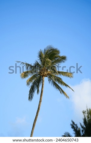 Palm Trees in Kauai, Hawaii