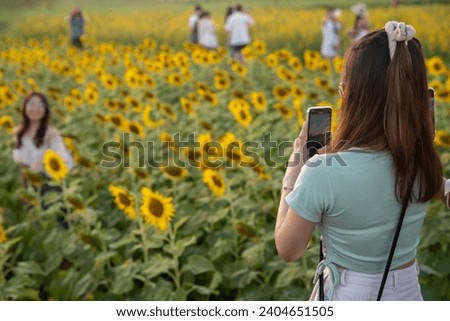 Woman using mobile phone and taking photos of her friend in the sunflower field.  Tourists take pictures to keep as memories. take a photo, Photography concept.. image

