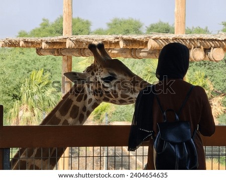 Giraffe Al Ain Zoo natural beauty animals scenery Great Views blue sky and clouds trees and plant flowers Green background wallpaper HD natural environment earth winning New picture travel and holiday