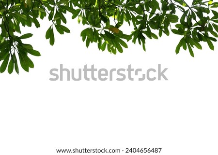 Isolated image of a branch with leaves of a big tree on a white background.
