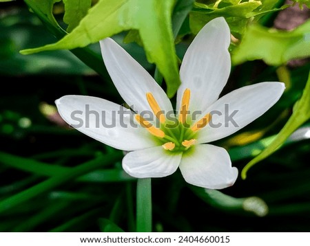 white flowers from a plant with the scientific name Zephyranthes candida, which includes medicinal plants Royalty-Free Stock Photo #2404660015