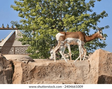 Mhorr gazelle Al Ain Zoo natural beauty animals scenery Great Views blue sky and clouds trees and plant flowers Green background wallpaper HD natural environment earth winning New picture travel UAE