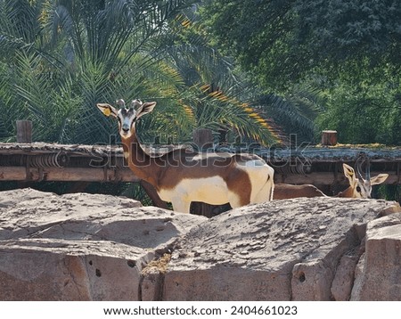 Mhorr gazelle Al Ain Zoo natural beauty animals scenery Great Views blue sky and clouds trees and plant flowers Green background wallpaper HD natural environment earth winning New picture travel UAE