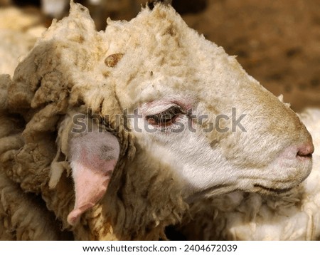 Closeup photography of a white goat face
