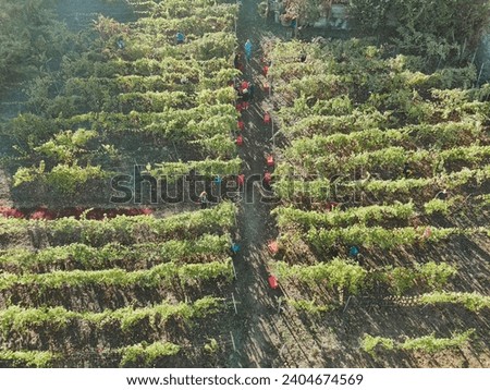 aerial view of people hand picking during grape harvesting time in hilly wine farm summertime scene in Castell'Arquato, Italy