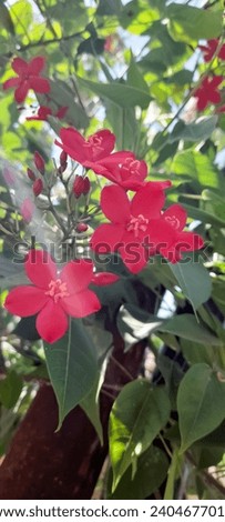 Red flowers of Peregrina (Jatropha integerrima or spicy jatropha)