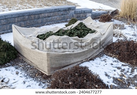 Front yard young Evergreen Shrubs covered with burlap material to protect from freezing Royalty-Free Stock Photo #2404677277