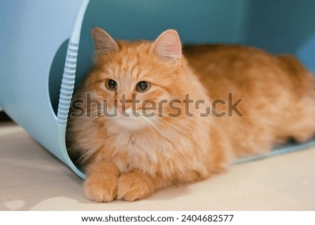 ginger cat tabby  having fun   outdoor indoor , playful, sofa, chilling, in the wild, blue sofa, relaxing, funny, hunting 