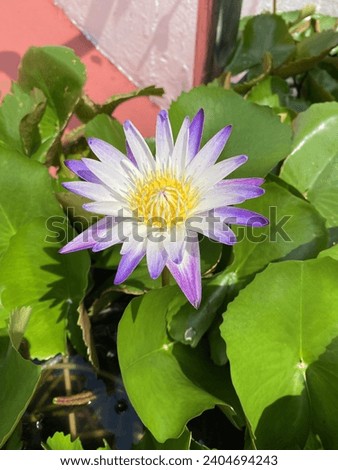 Pink and Purple Lotus picture