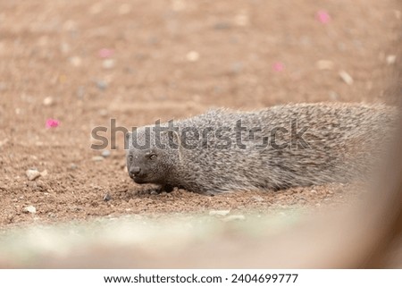 Mongooses in the nature ,outdoors, dirt.