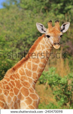 Giraffe - African Wildlife Background - Baby Animals and Innocent Beauty 