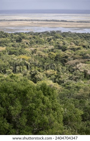 Landscape of the iSimangaliso wetland park, trees and wetland, South Africa