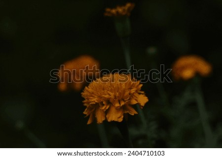 Beautiful Yellow flowers photographed in low light