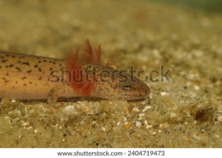 Natural closeup on a larvae gilled Blue Ridge Red Salamander, Pseudotriton ruber schencki