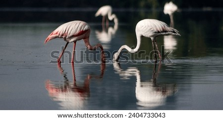 "Flamingo feeding in shallow waters, a close-up shot capturing the bird's feeding behavior." Royalty-Free Stock Photo #2404733043