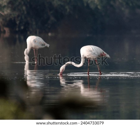 "Close-up of a flamingo's beak dipping into the water, illustrating the bird's feeding behavior." Royalty-Free Stock Photo #2404733079