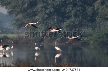 "Abstract composition featuring a flamingo's reflection with subtle water ripples, adding movement."