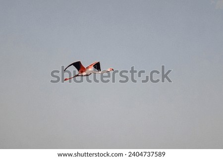 "Close-up of a flamingo's bill submerged in water, capturing the bird's graceful feeding behavior." Royalty-Free Stock Photo #2404737589