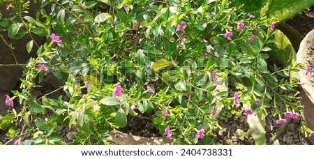 Cuphea Hyssopifolia is a Lythraceae family small evergreen flowering shrub. It is also known False Heather, Mexican Heather, Hawaiian Heather and Elfin Herb. It's Native place is Mexico, Guatemala. Royalty-Free Stock Photo #2404738331