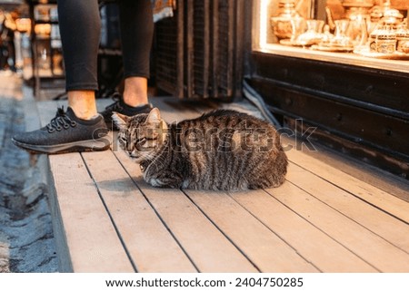 Stray street tubby cat sitting in front of a store, istanbul Royalty-Free Stock Photo #2404750285