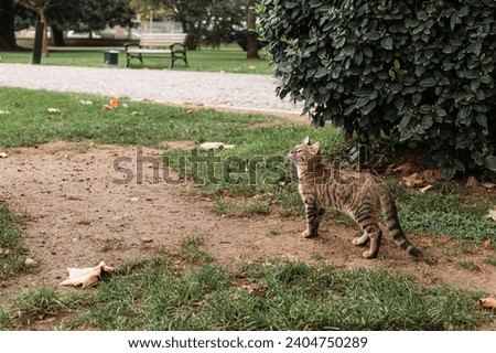 Stray street tubby cat in the garden of dolmabahce palace, istanbul Royalty-Free Stock Photo #2404750289