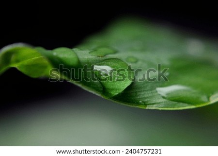 Close-up image of raindrops on a fresh green leaf after morning rain.  Still-life of waterdrops on leaf for background or wallpaper.