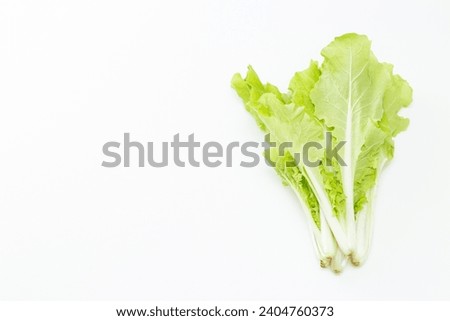 Shandong cabbage on a white background. Royalty-Free Stock Photo #2404760373