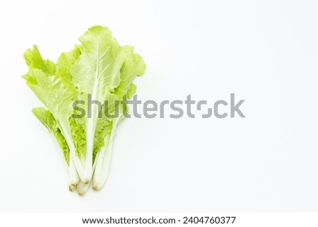 Shandong cabbage on a white background. Royalty-Free Stock Photo #2404760377