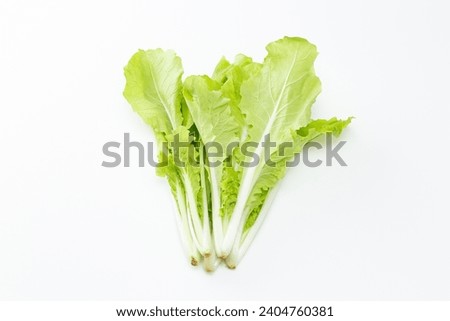 Shandong cabbage on a white background. Royalty-Free Stock Photo #2404760381