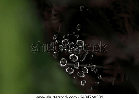 Abstract. Water drops on a web spider.