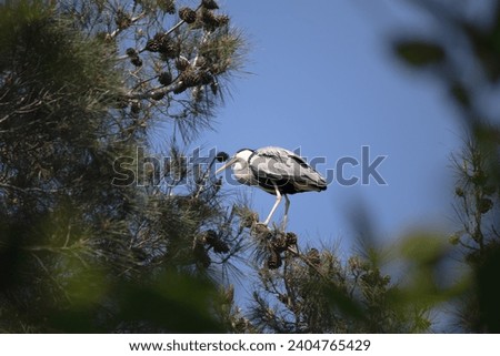 Grey Heron (Ardea cinerea cinerea) perched on a pine tree. Water bird idea concept. Animal in the wild. Photo of a gray heron taken secretly through the branches. Horizontal photo. No people, nobody.