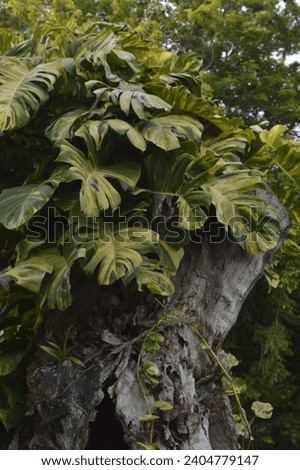 Picture of a tree that lives in a tropical country