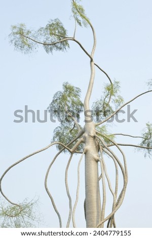 Picture of a tree that lives in a tropical country
