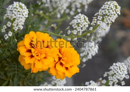 Bright marigolds bloom in late autumn