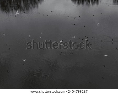 An aerial view of seagulls and ducks in a dark pond on a cloudy day on Long Island, New York.