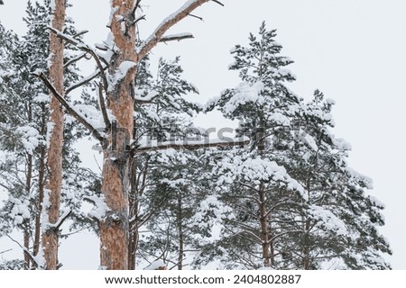 Snow-covered trees in a dense coniferous forest