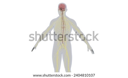 human brain with nervous system anatomy medical 3d illustration