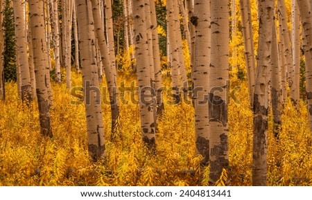 Beautiful Golden Yellow Forest of Aspen Trees in Autumn in Colorado Royalty-Free Stock Photo #2404813441