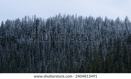 Pine Tree Forest After First Snow Fall of the Season. Green Trees Covered with Snow. Christmas Forest.