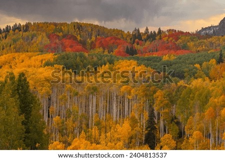 Forest of Colorful Fall Foliage Tall Aspen Trees in Autumn with Dark Storm Clouds in the Background. Crested Butte Kebler Pass Colorado