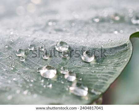 Some dew has fallen on the leaves, macro photography 
