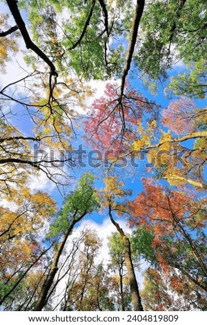 This is a very beautiful colorful tree picture